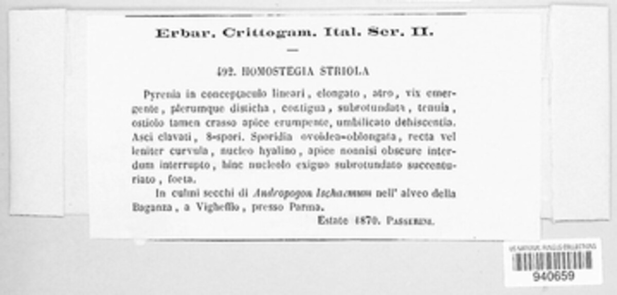 Homostegia striola image